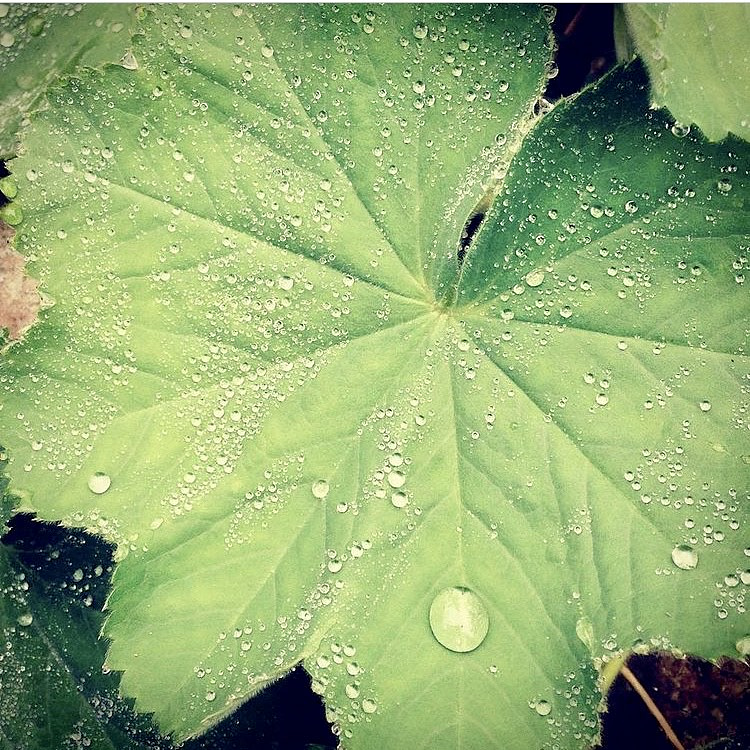 Ett blött spänstigt löv.