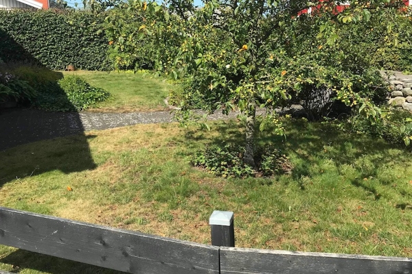 Anläggning av gräsmatta